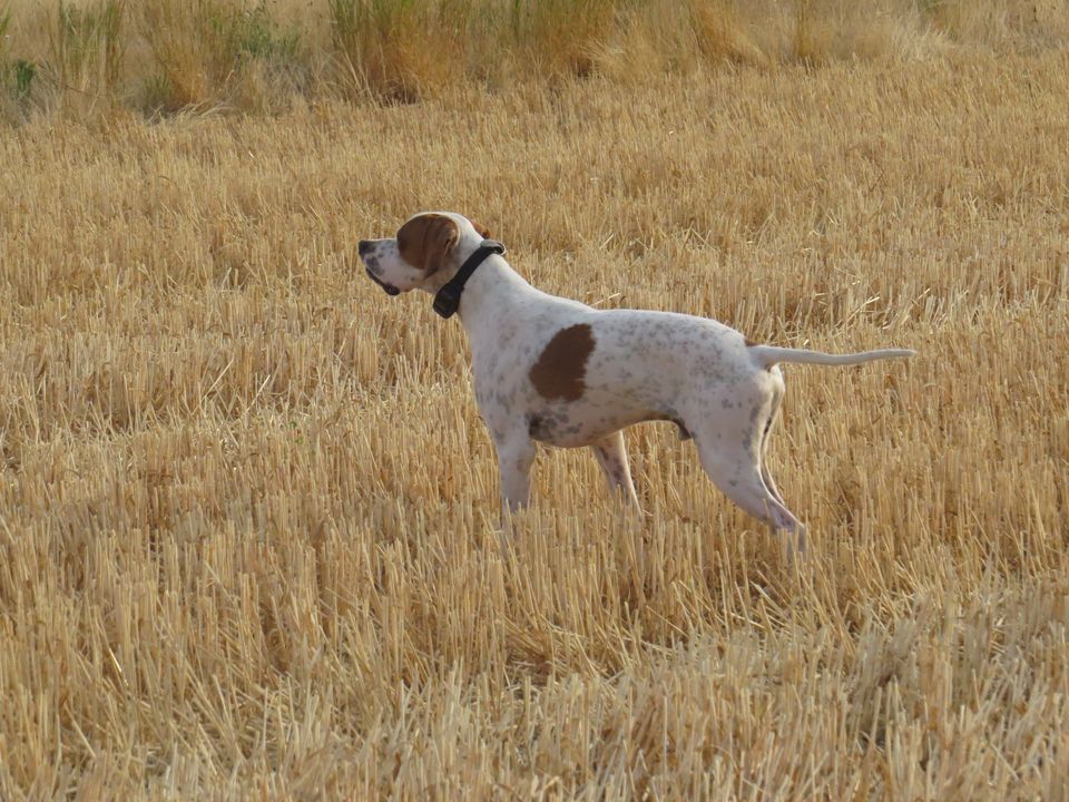 Nolo de la forêt du Melu