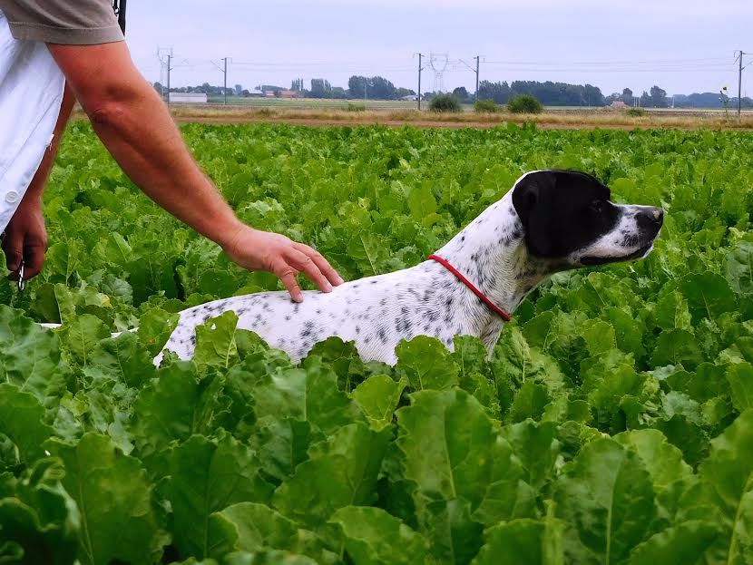 Du mont d ergny - Chien débourré