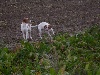  - MYLANIE ET MANTA  DU MONT D'ERGNY